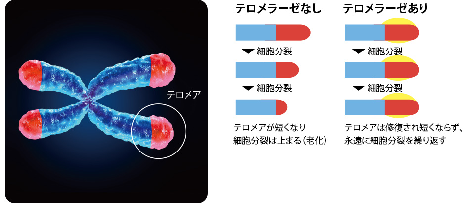 テロメラーゼについて